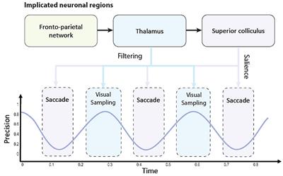 Reclaiming saliency: Rhythmic precision-modulated action and perception